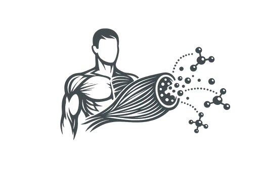 Symbolgrafik zum Muskel als endokrines Organ